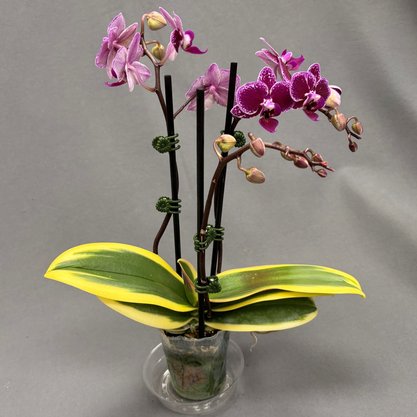 Orchid Phalaenopsis