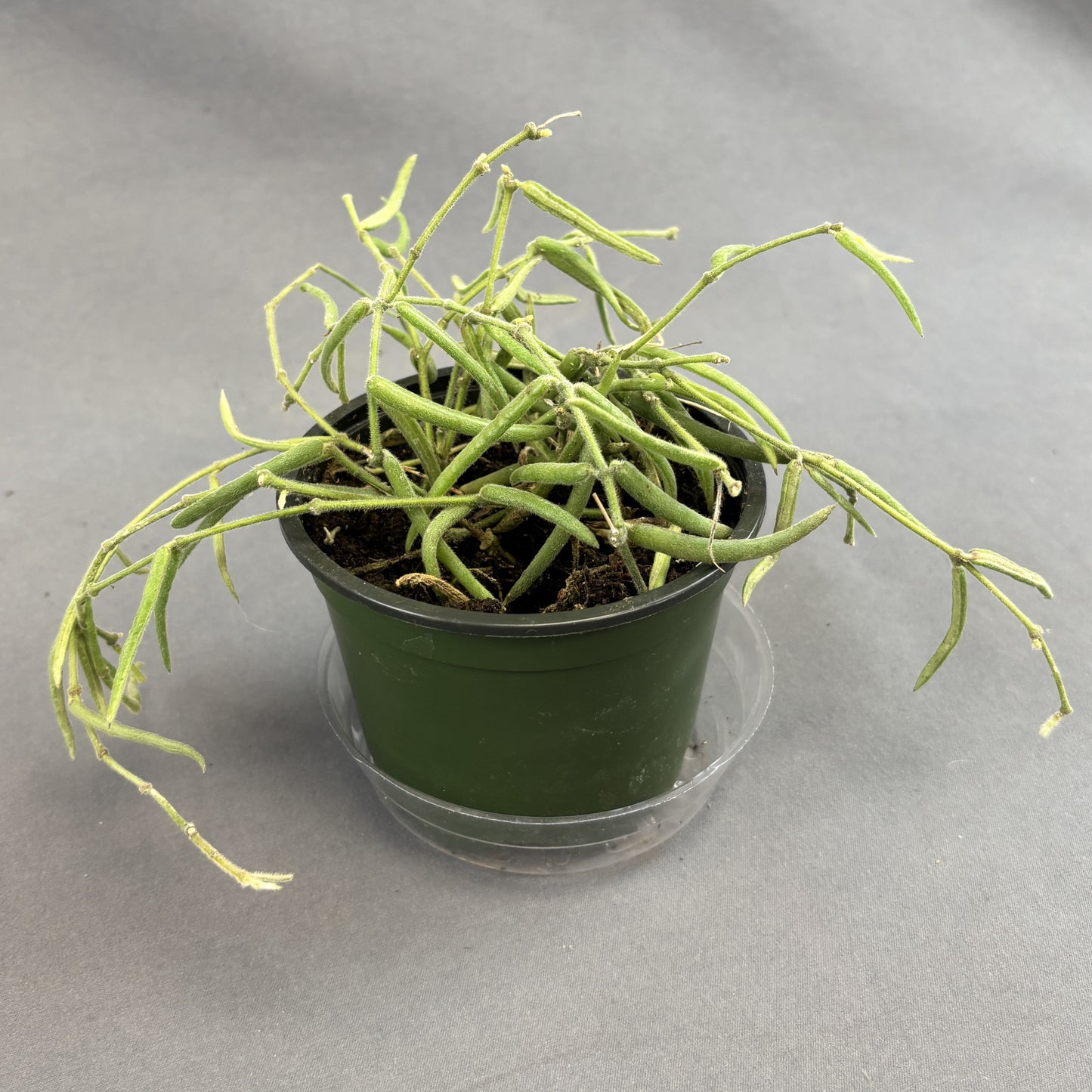 Needle Leaf Wax Vine