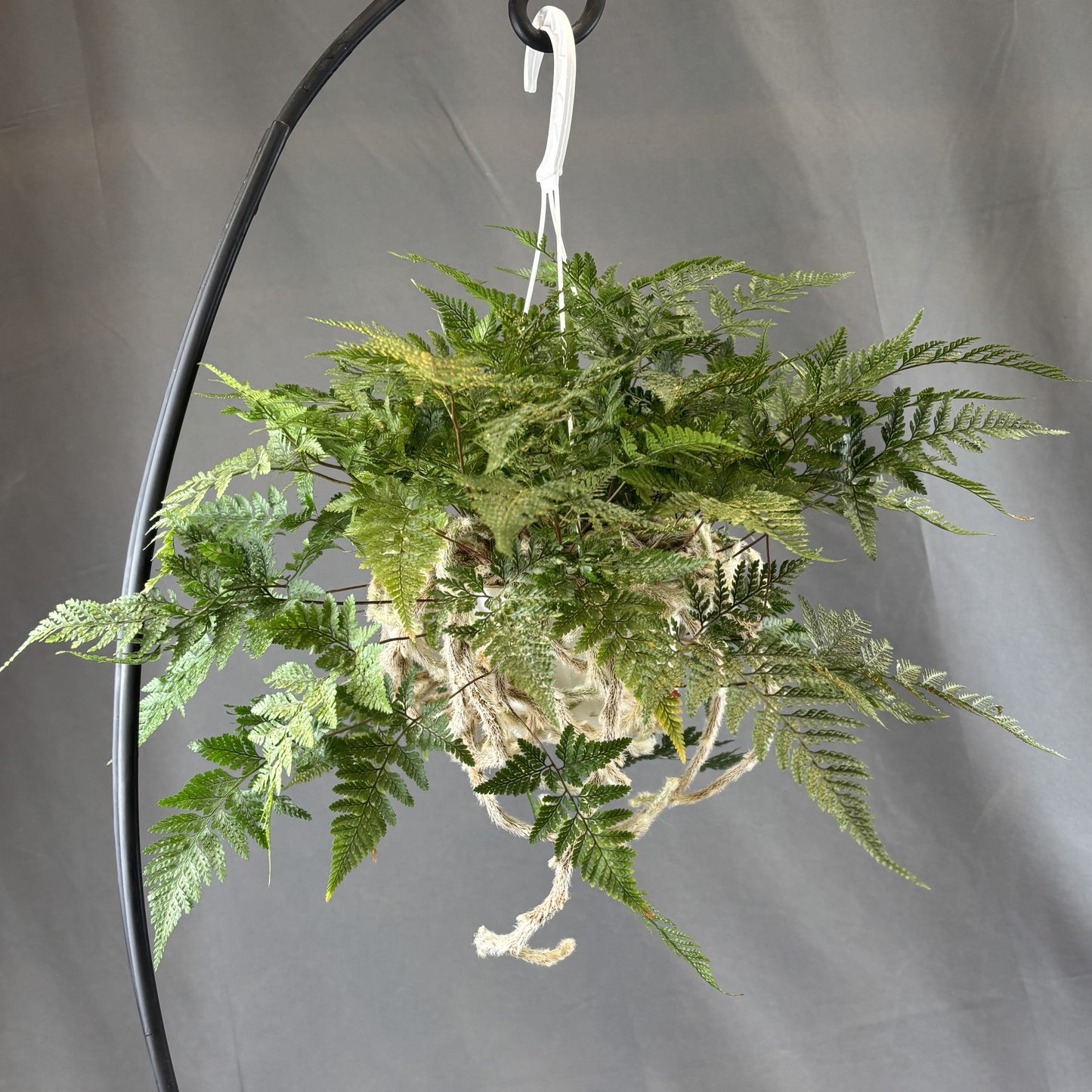 Rabbit's Foot Fern