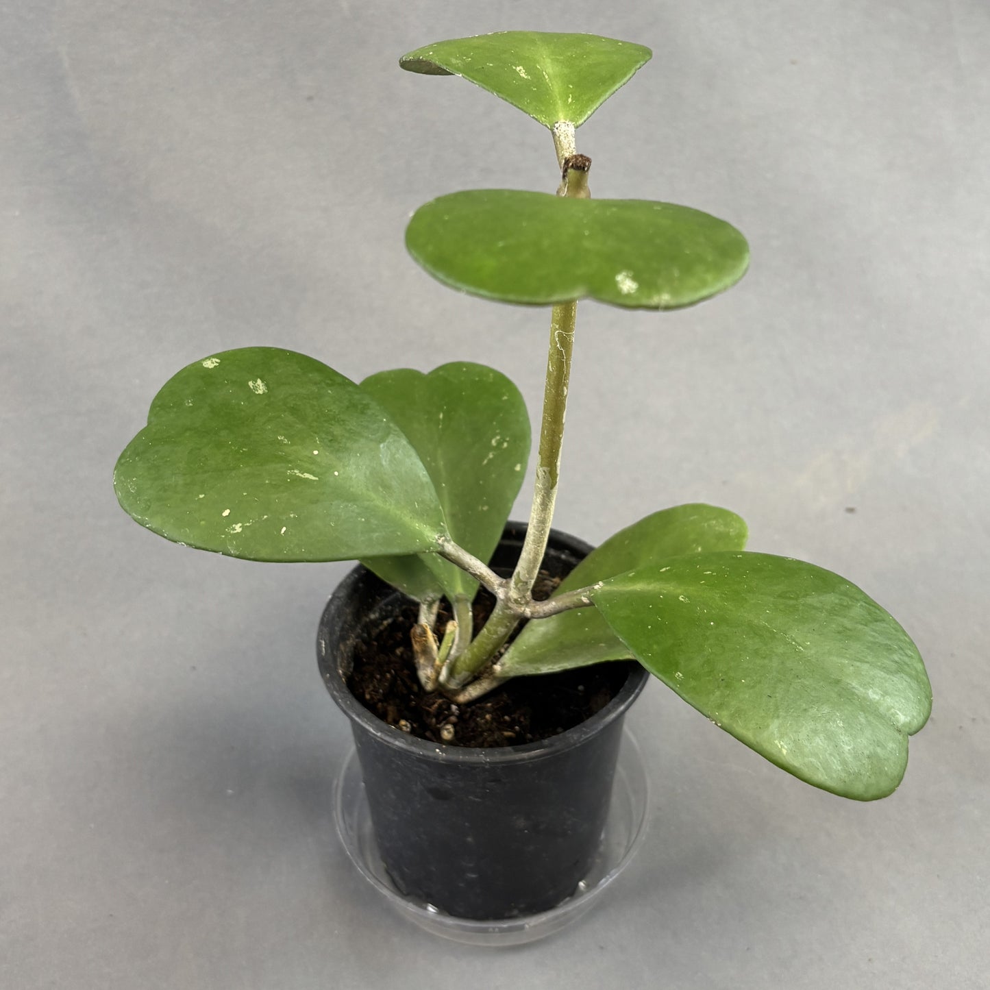 Hoya Heart Vine