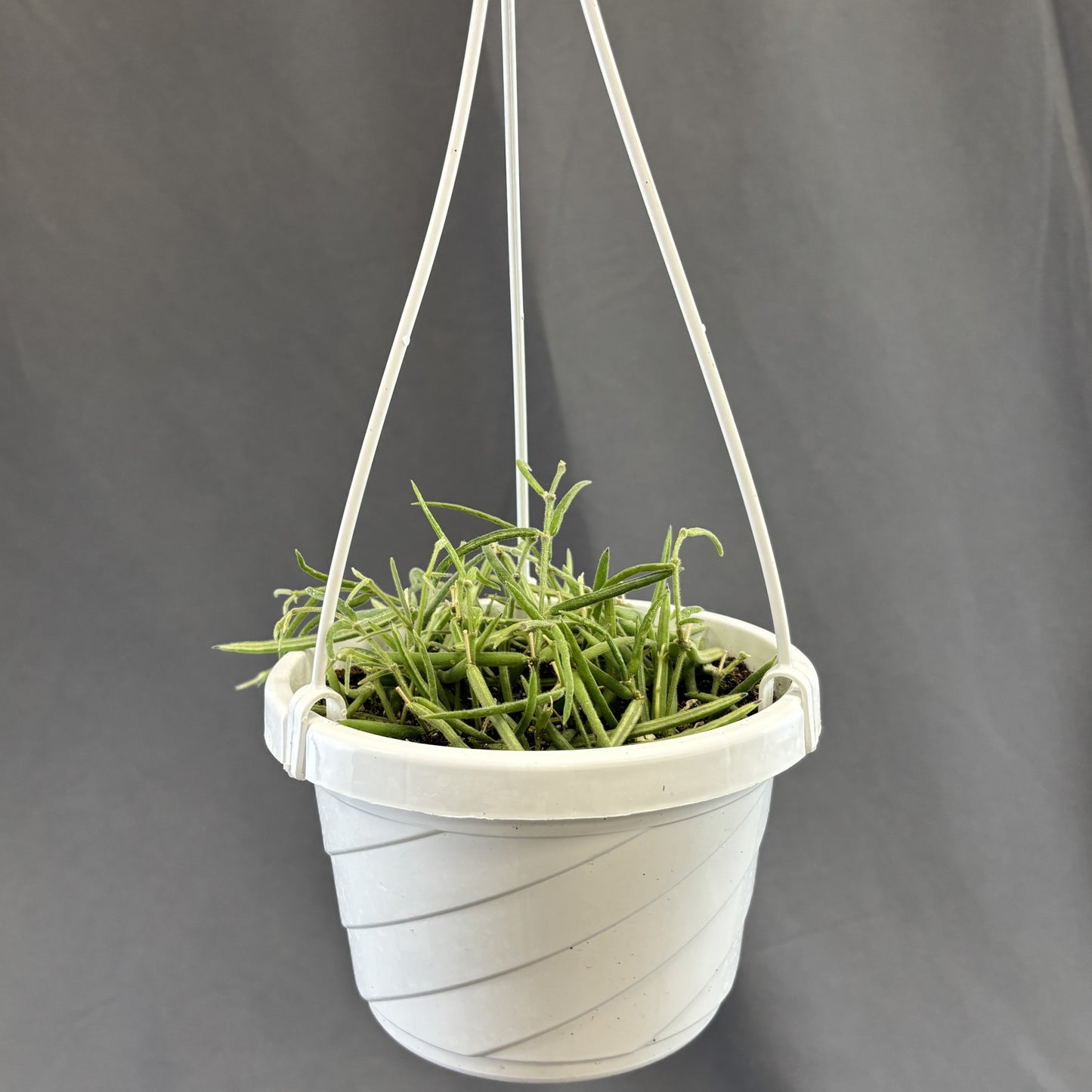 Needle Leaf Wax Vine