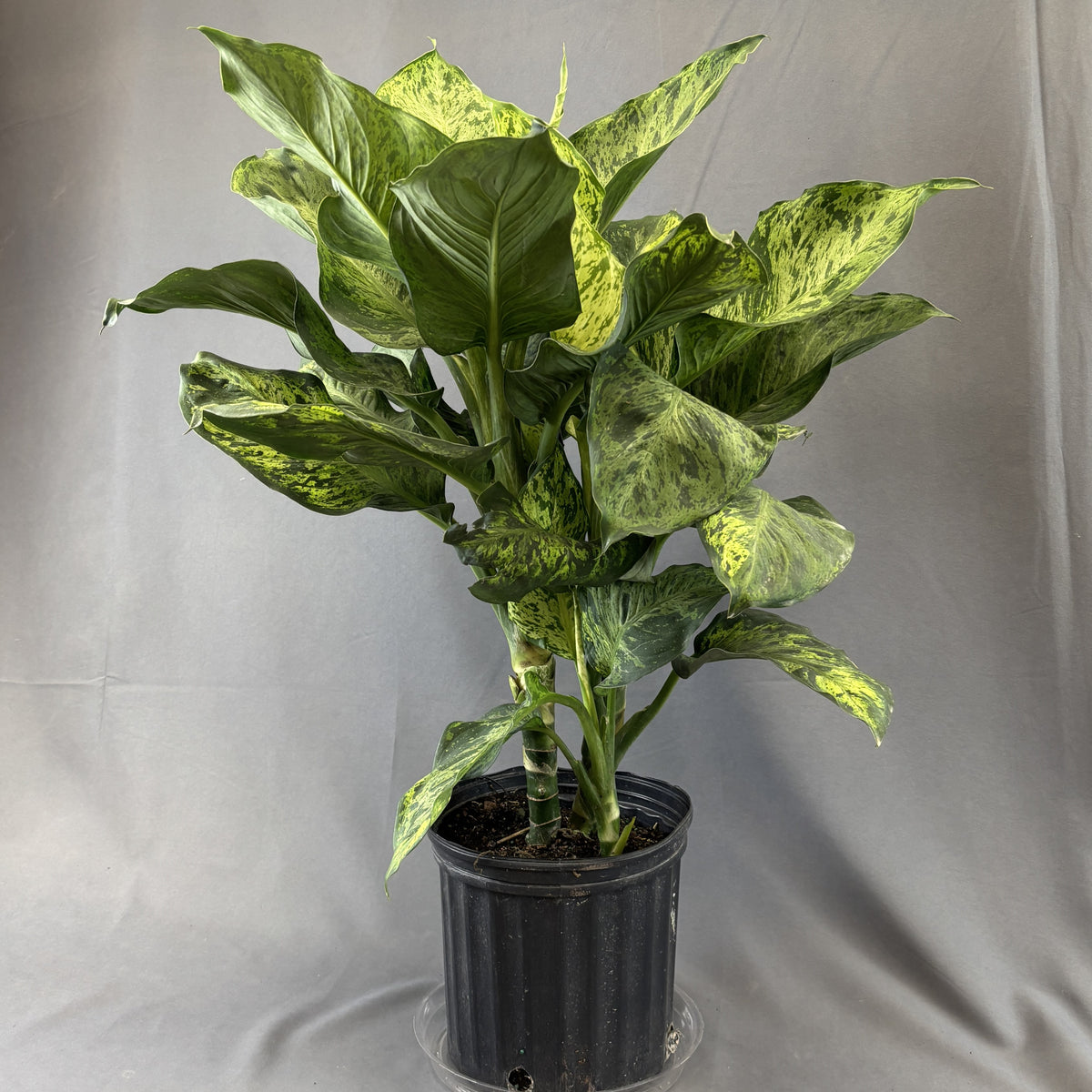 Dieffenbachia 'Cheetah'