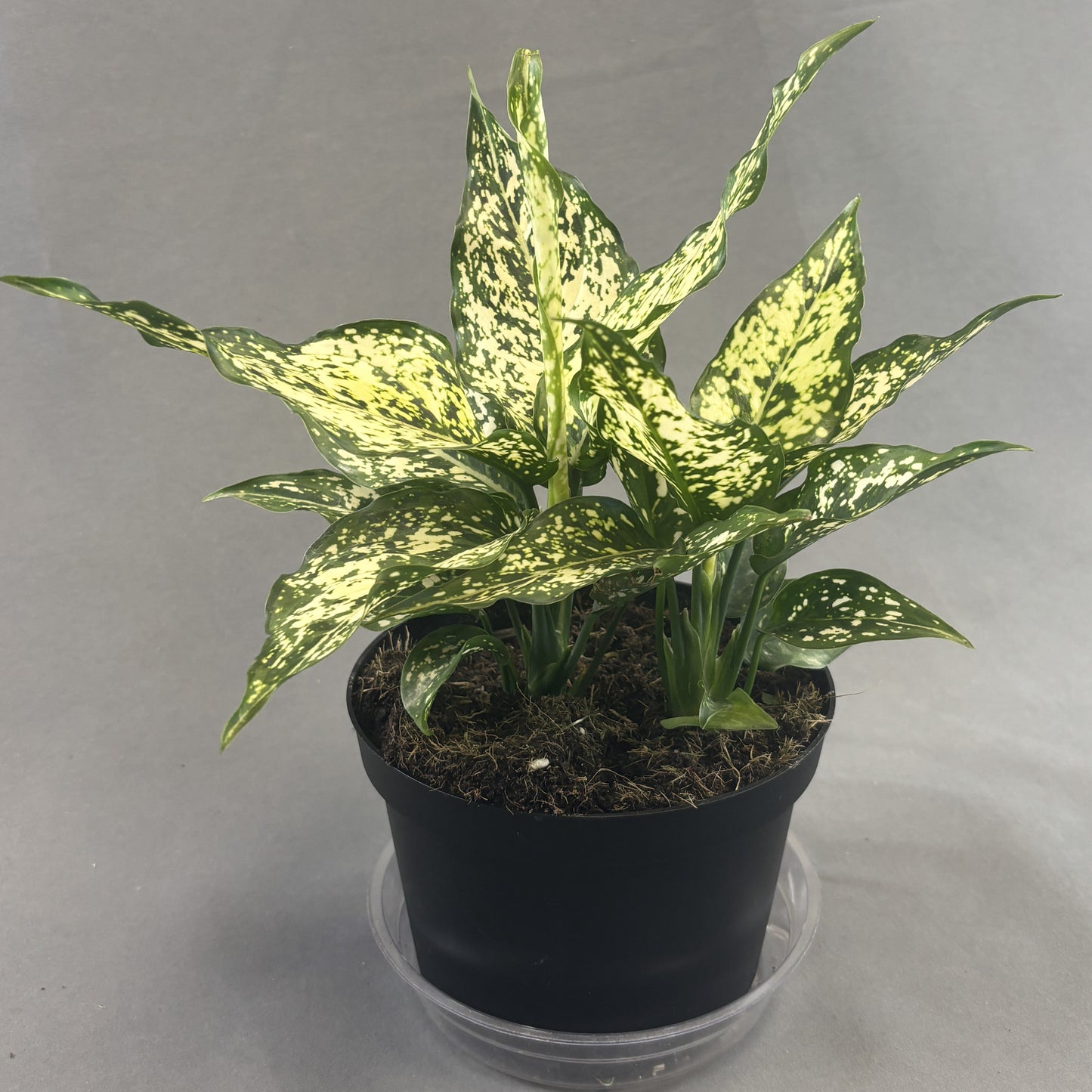 Aglaonema 'Thai Snowflake'