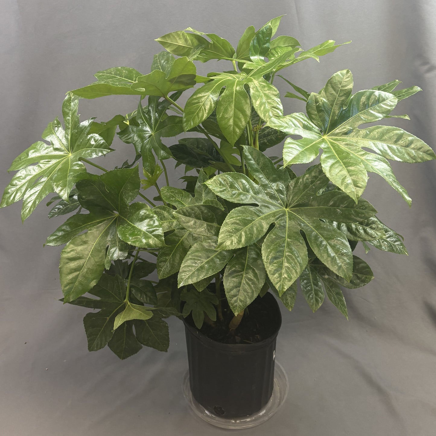 Paperplant (Fatsia Japonica)