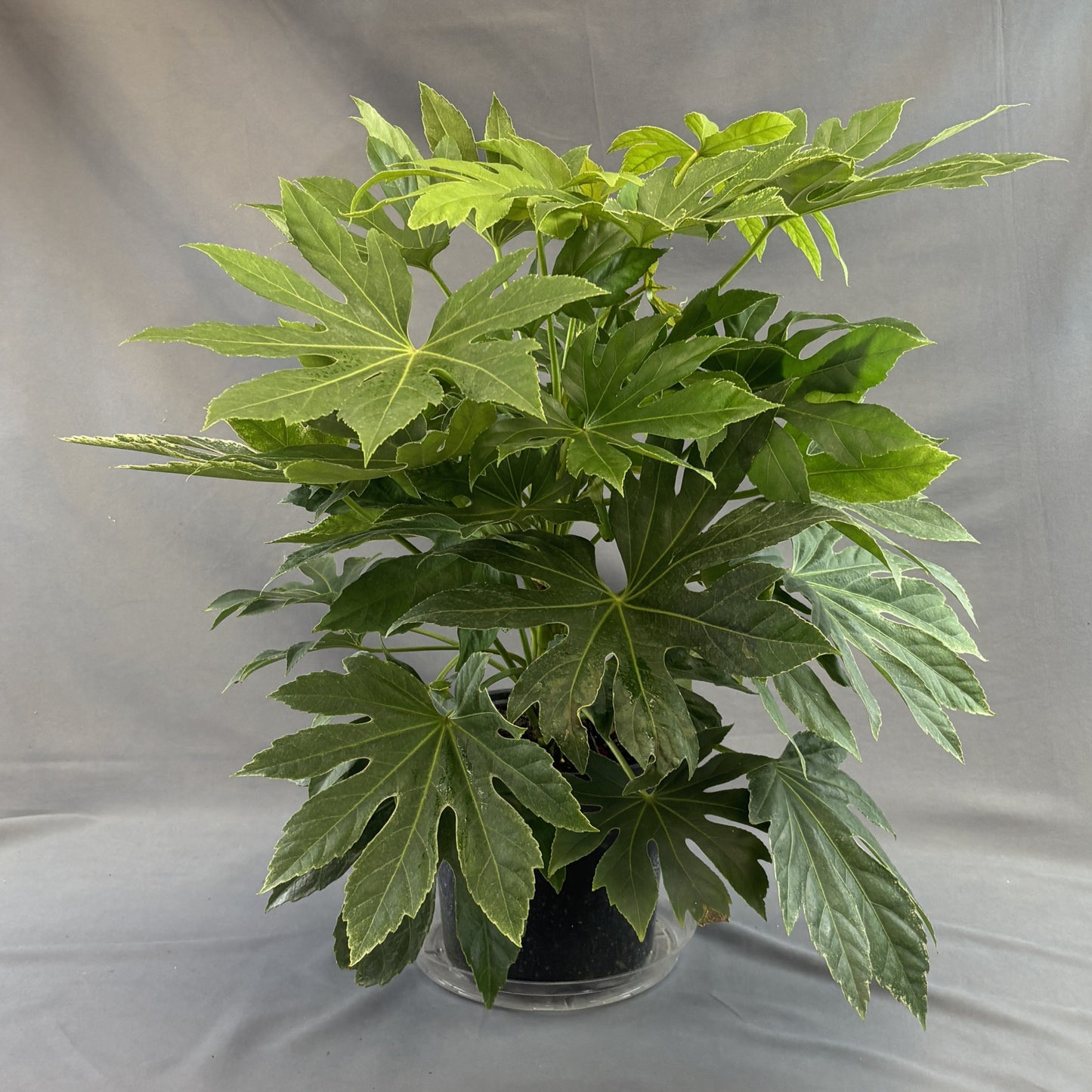 Paperplant (Fatsia Japonica)