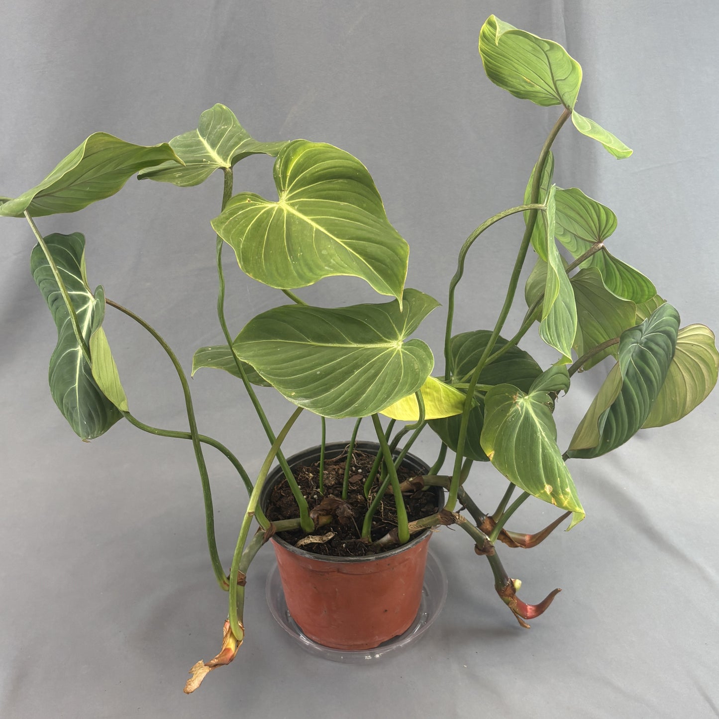 Philodendron gloriosum