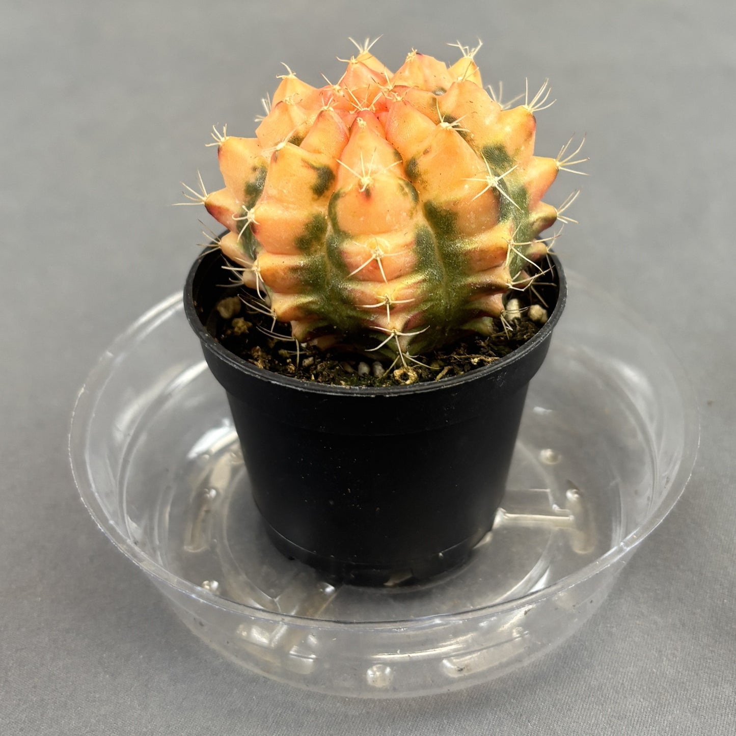 Moon Cactus