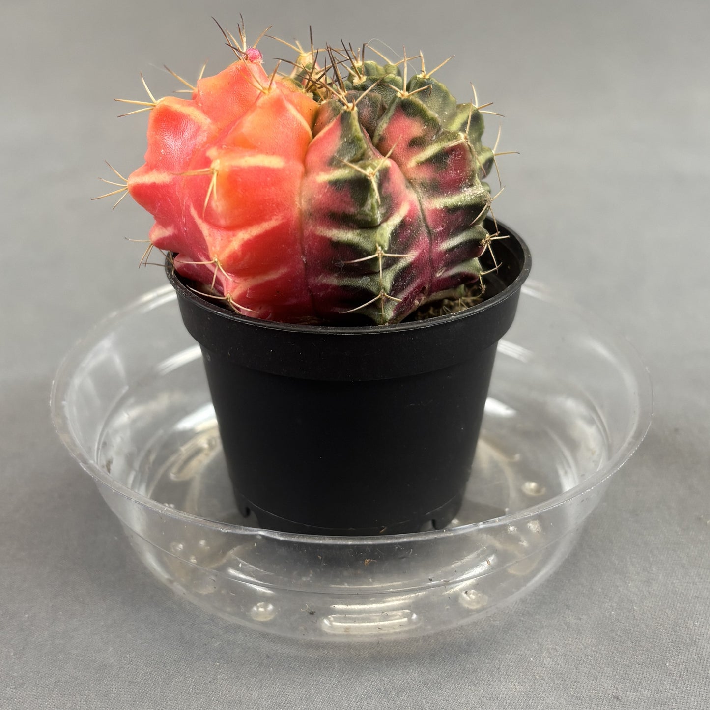 Moon Cactus