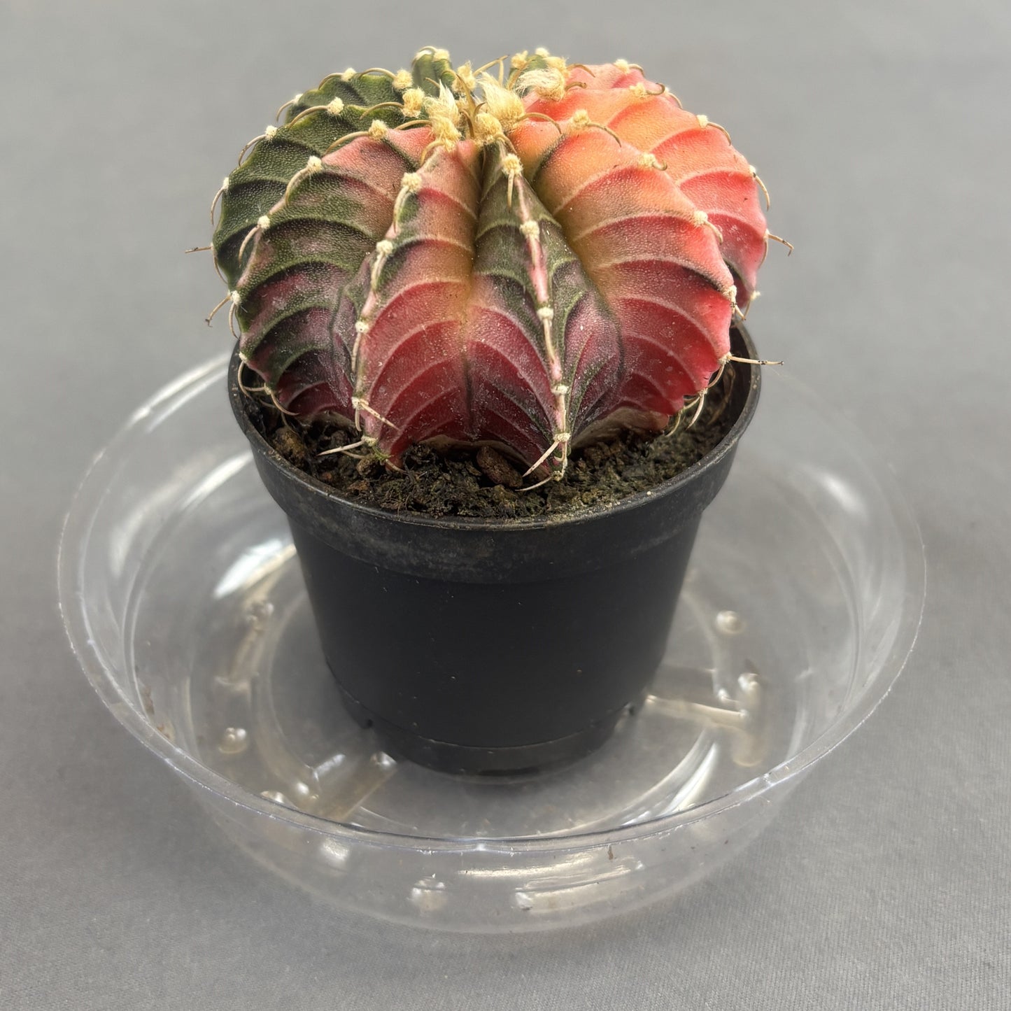 Moon Cactus