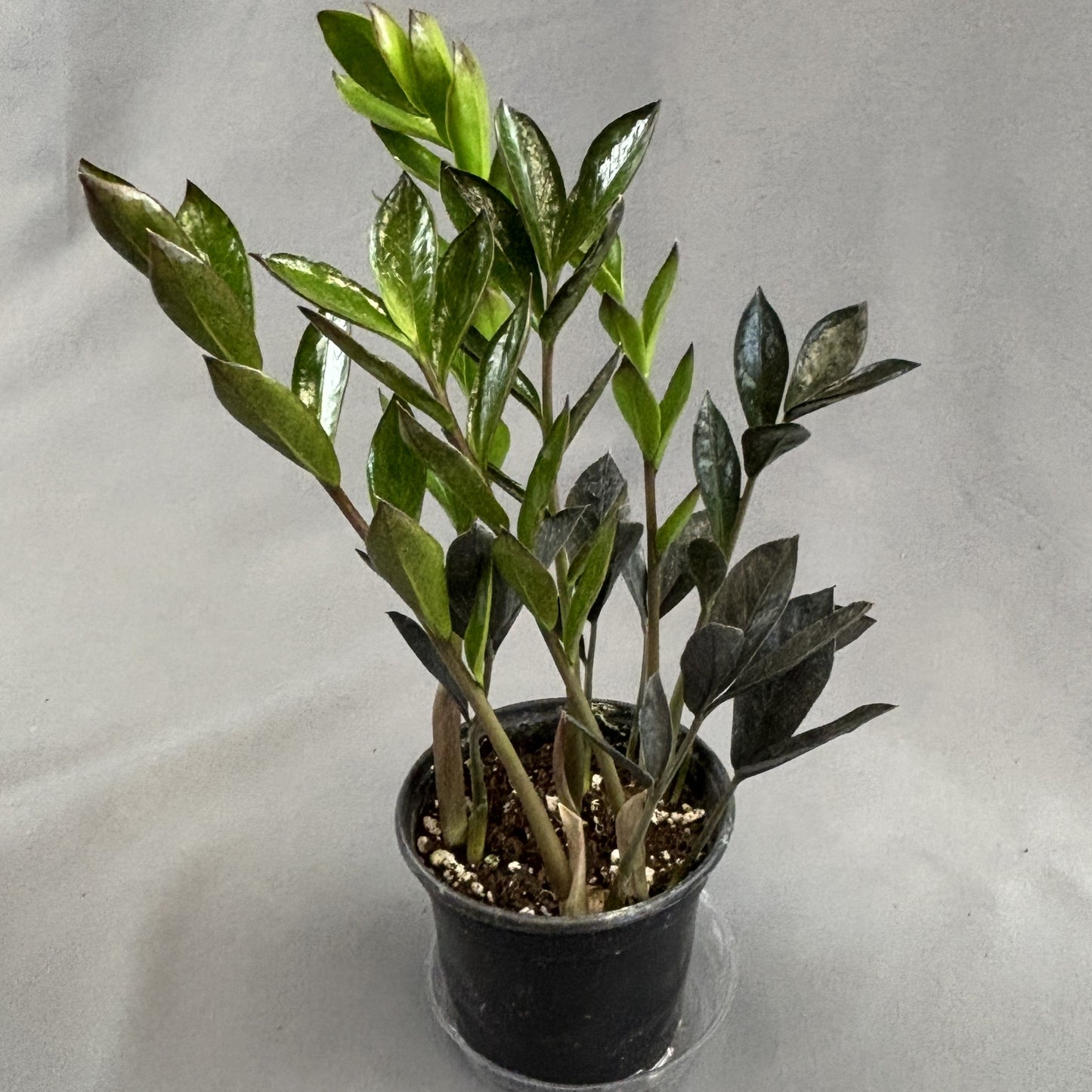 ZZ Plant 'Compacta'