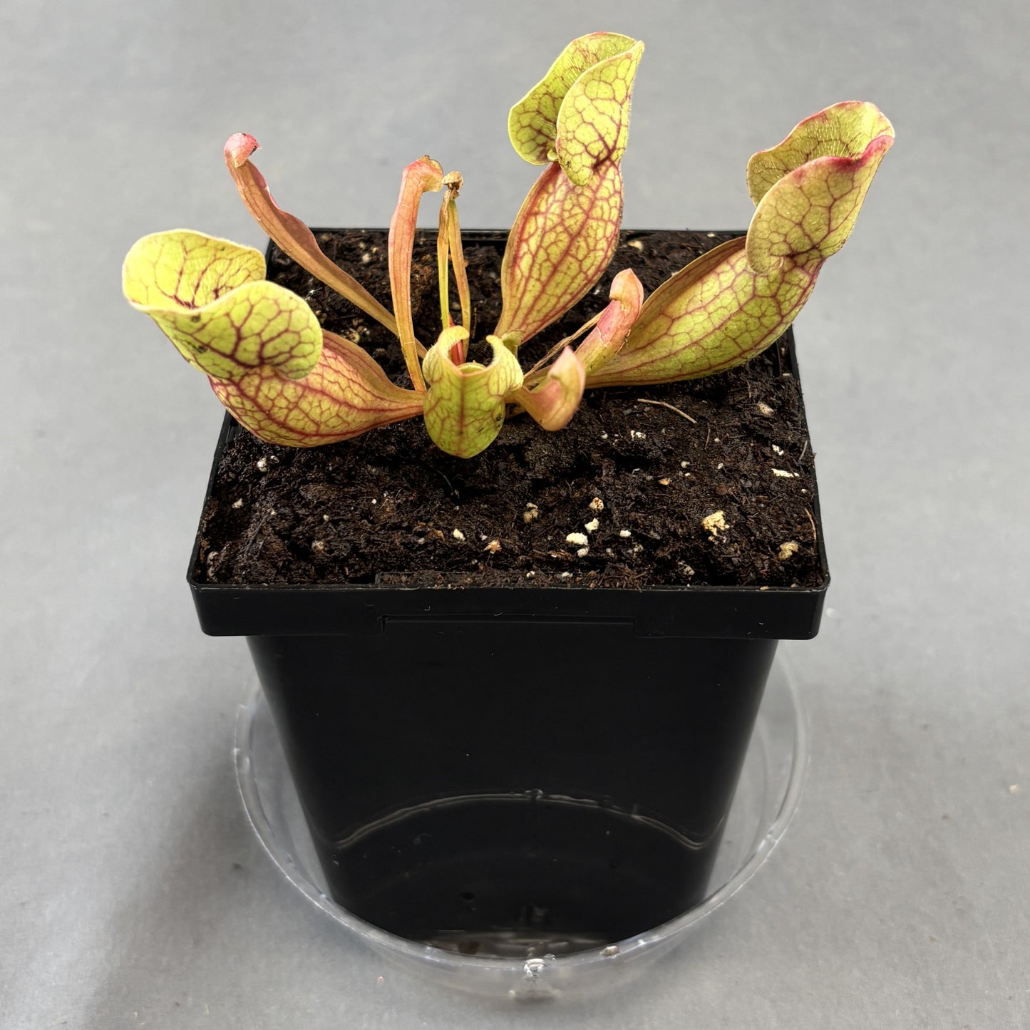 Sarracenia Assorted (Pitcher Plant)
