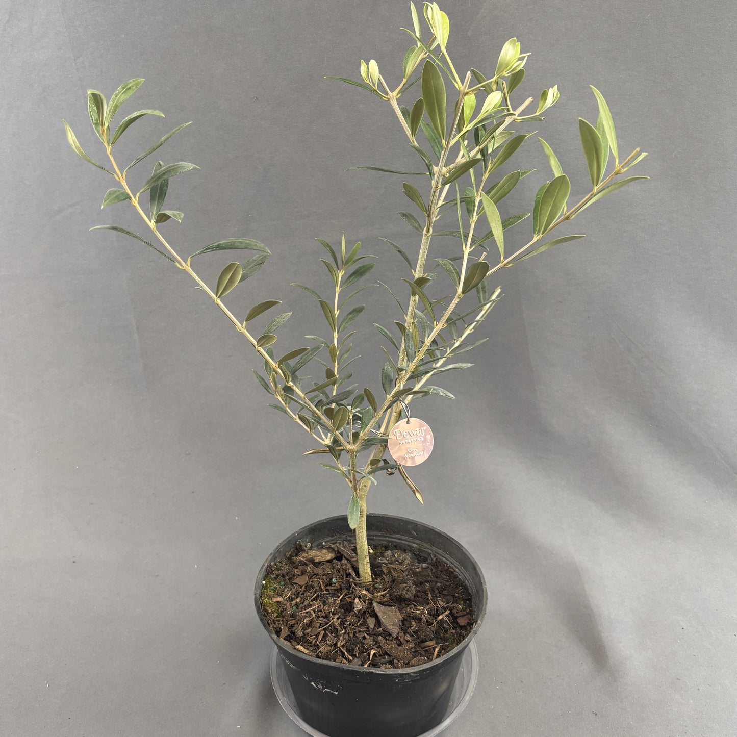 Olive Plant