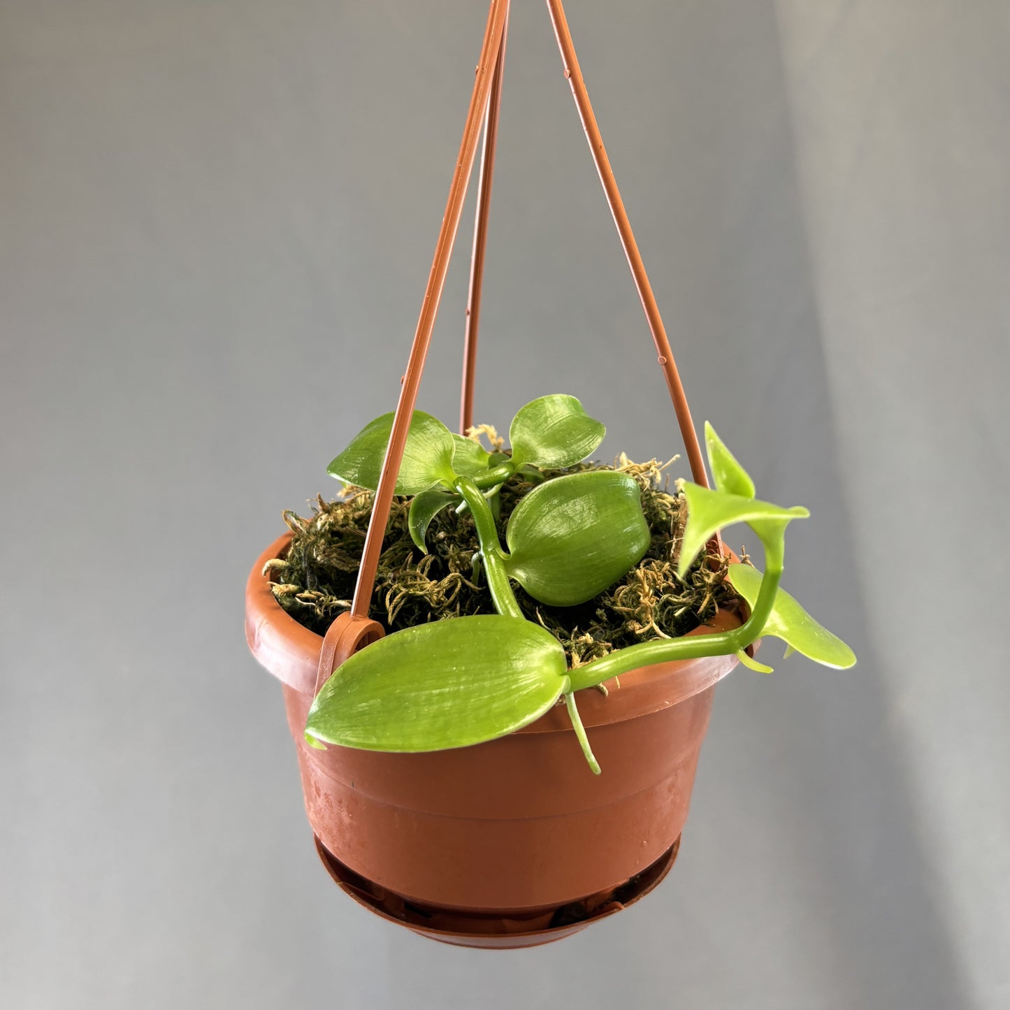 Orchid Vanilla Flat-Leaved