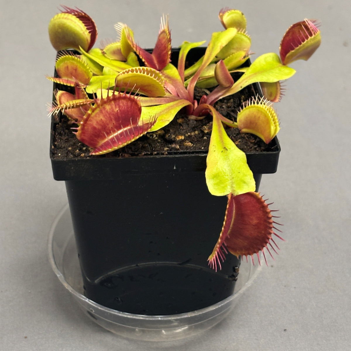Venus Fly Trap