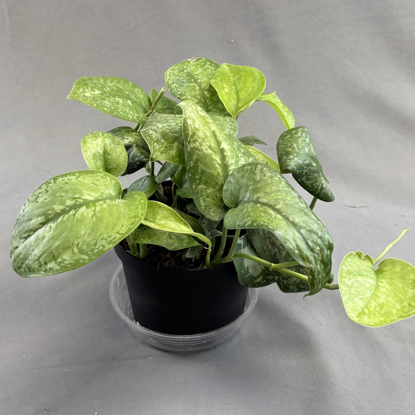 Satin Pothos 'Mount Salak'