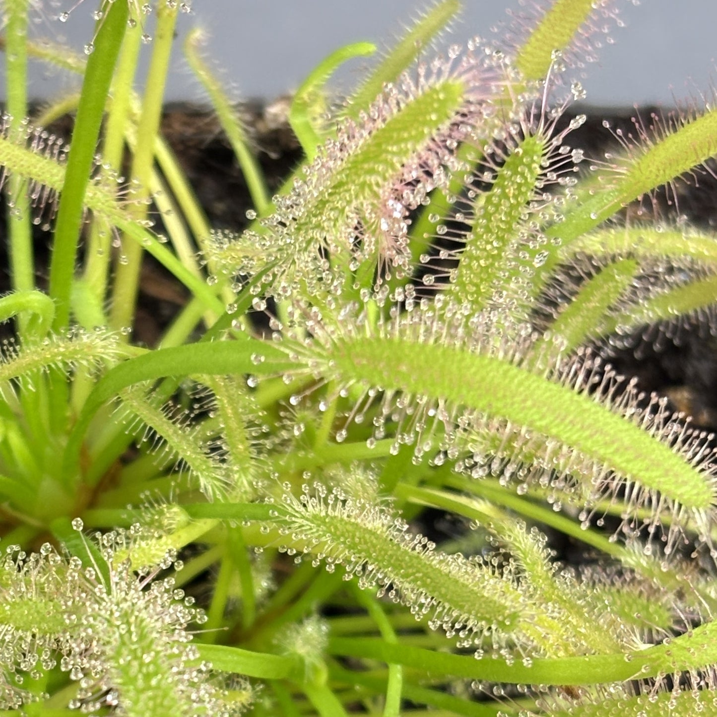Sundew (Drosera capensis Alba)