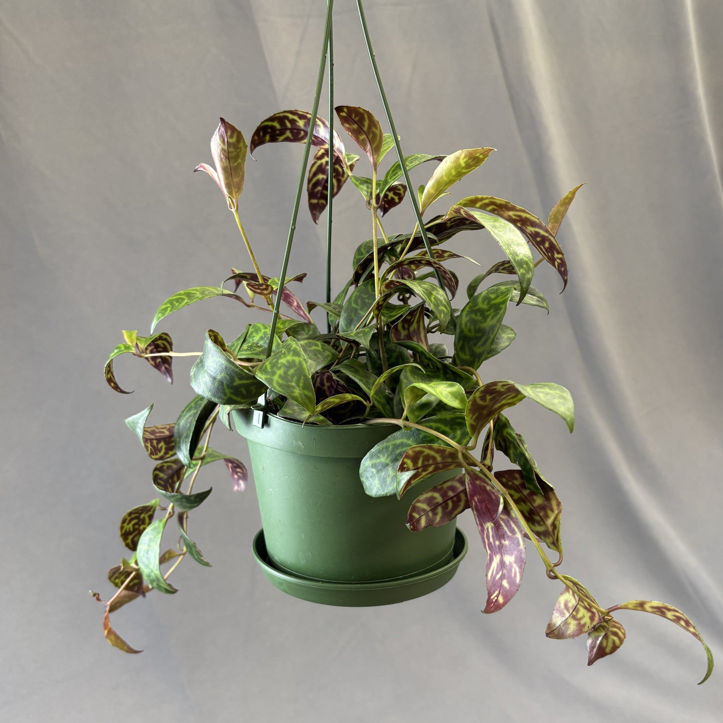 Zebra Vine