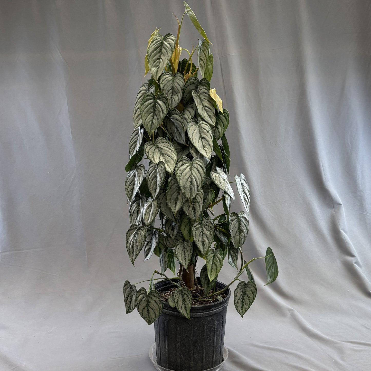 Philodendron 'Brandi'