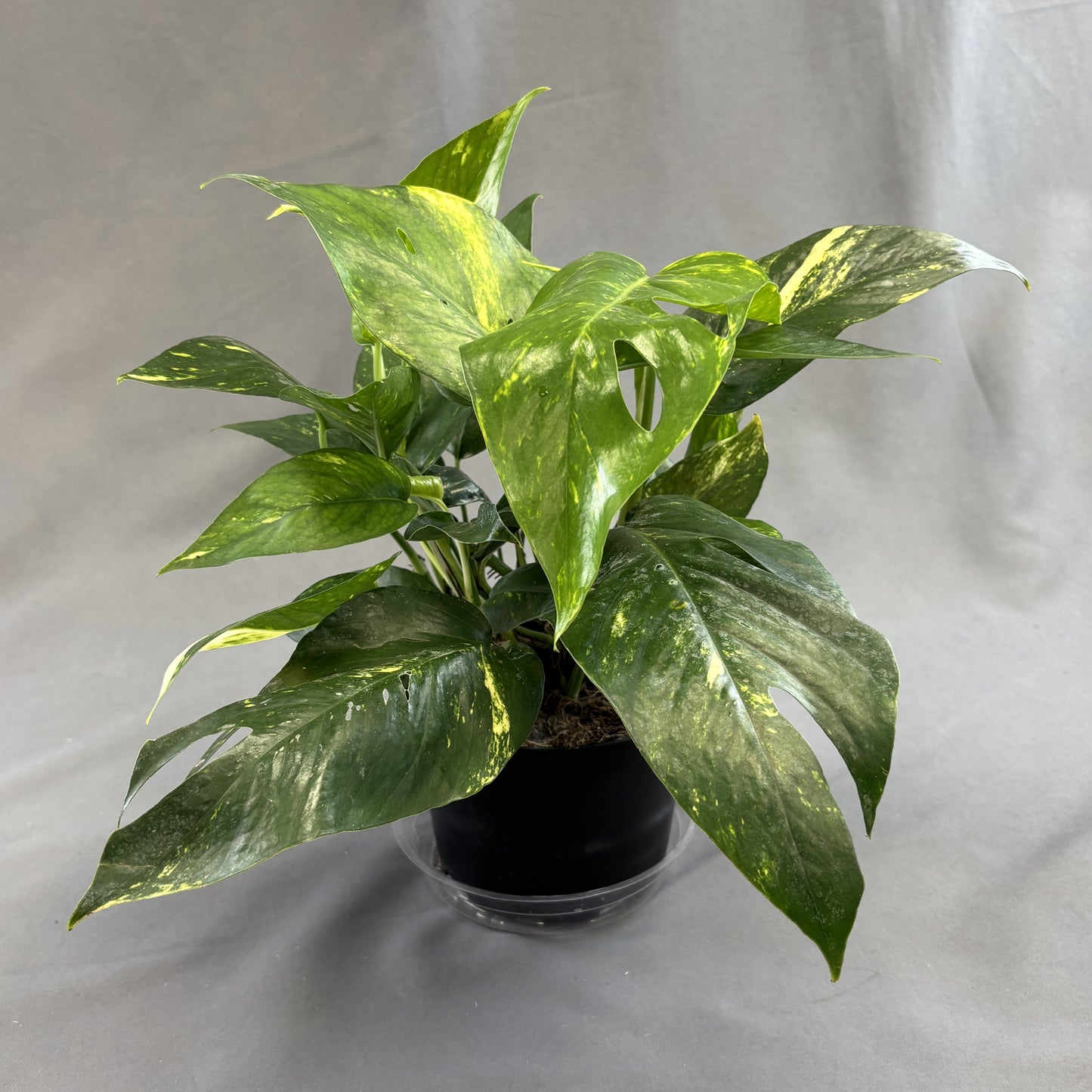 Pothos 'Yellow Sunrise'
