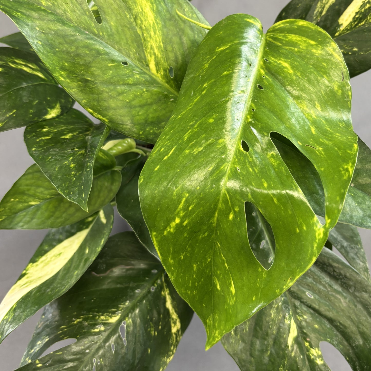 Pothos 'Yellow Sunrise'