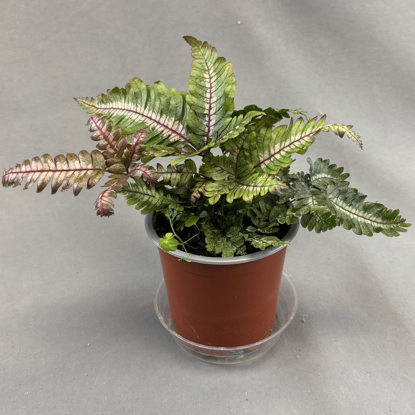Candy Stripe Brake Fern