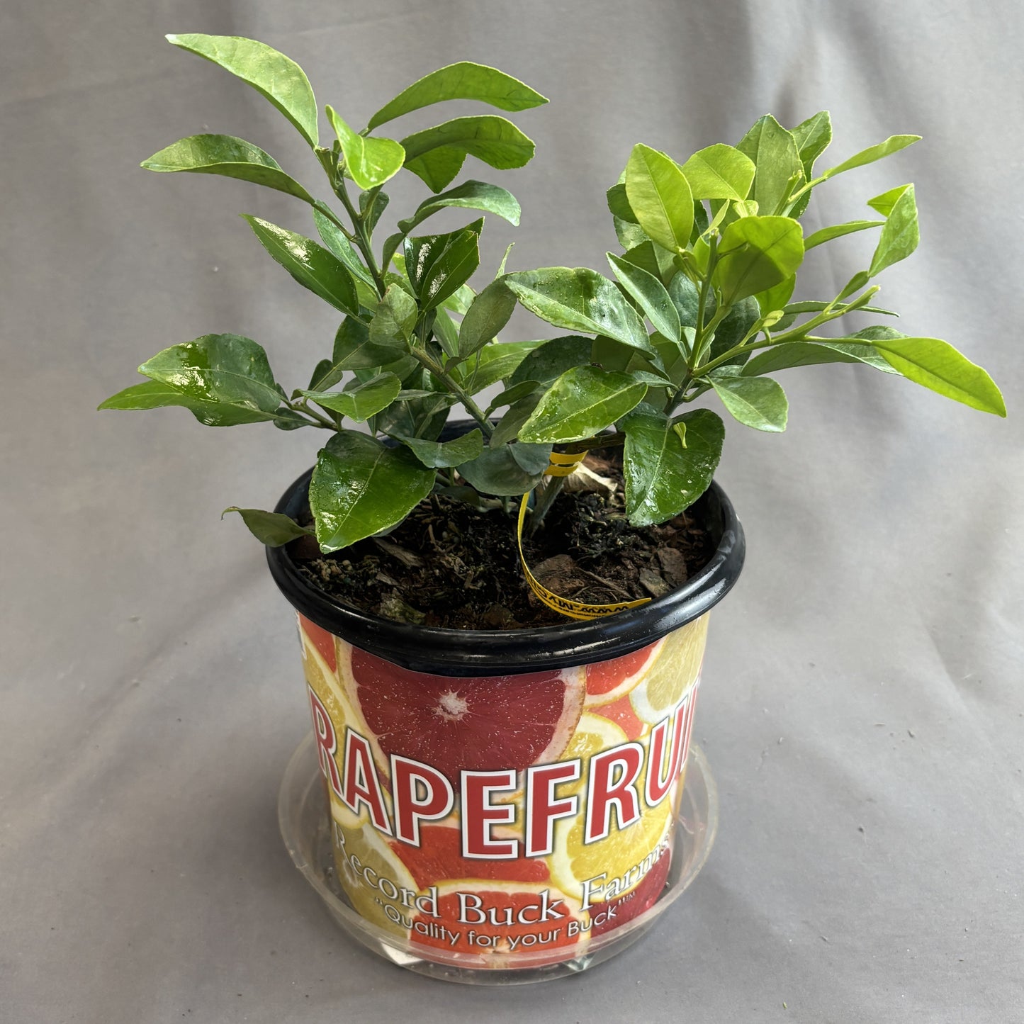 Citrus 'Grapefruit'