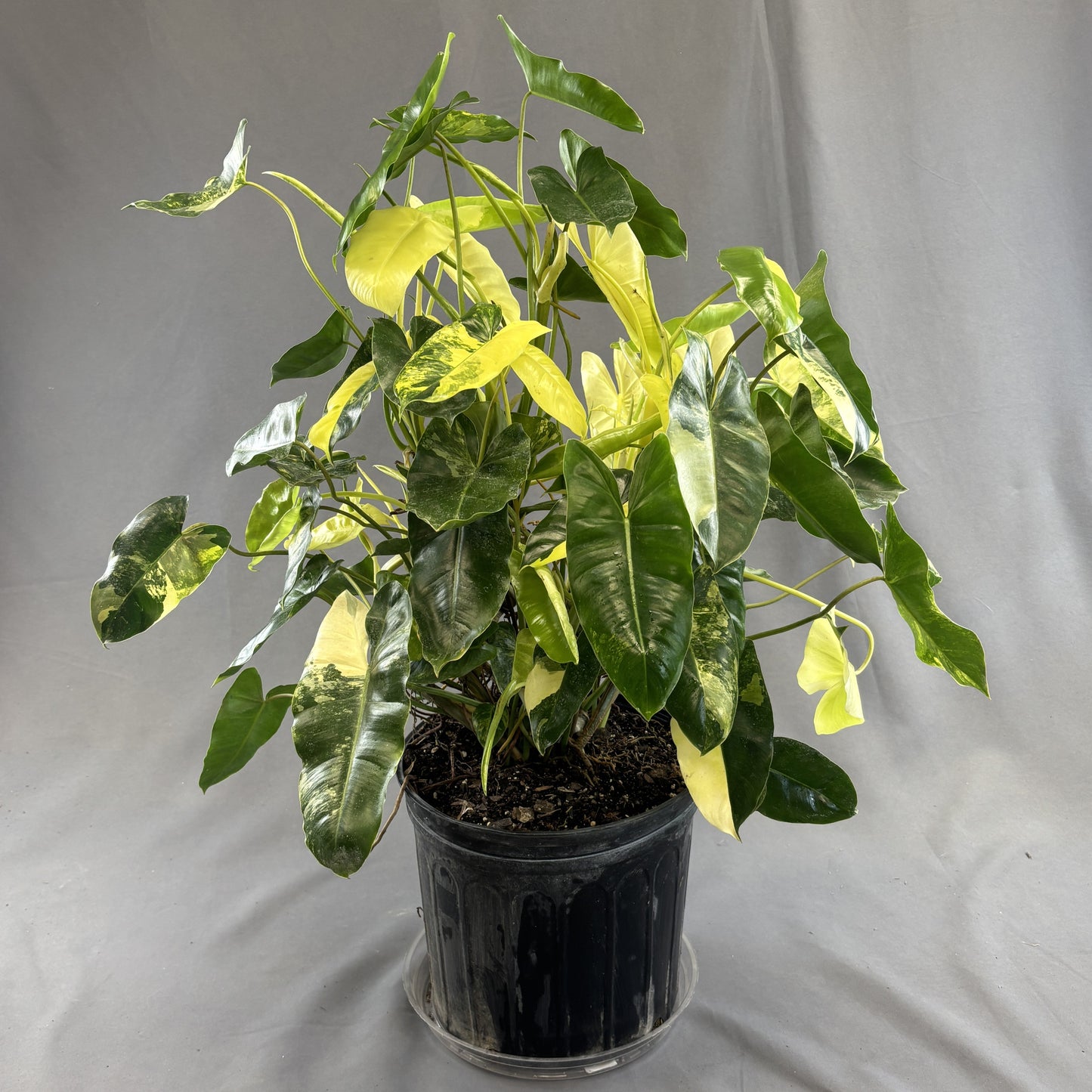 Philodendron 'Burle Marx'