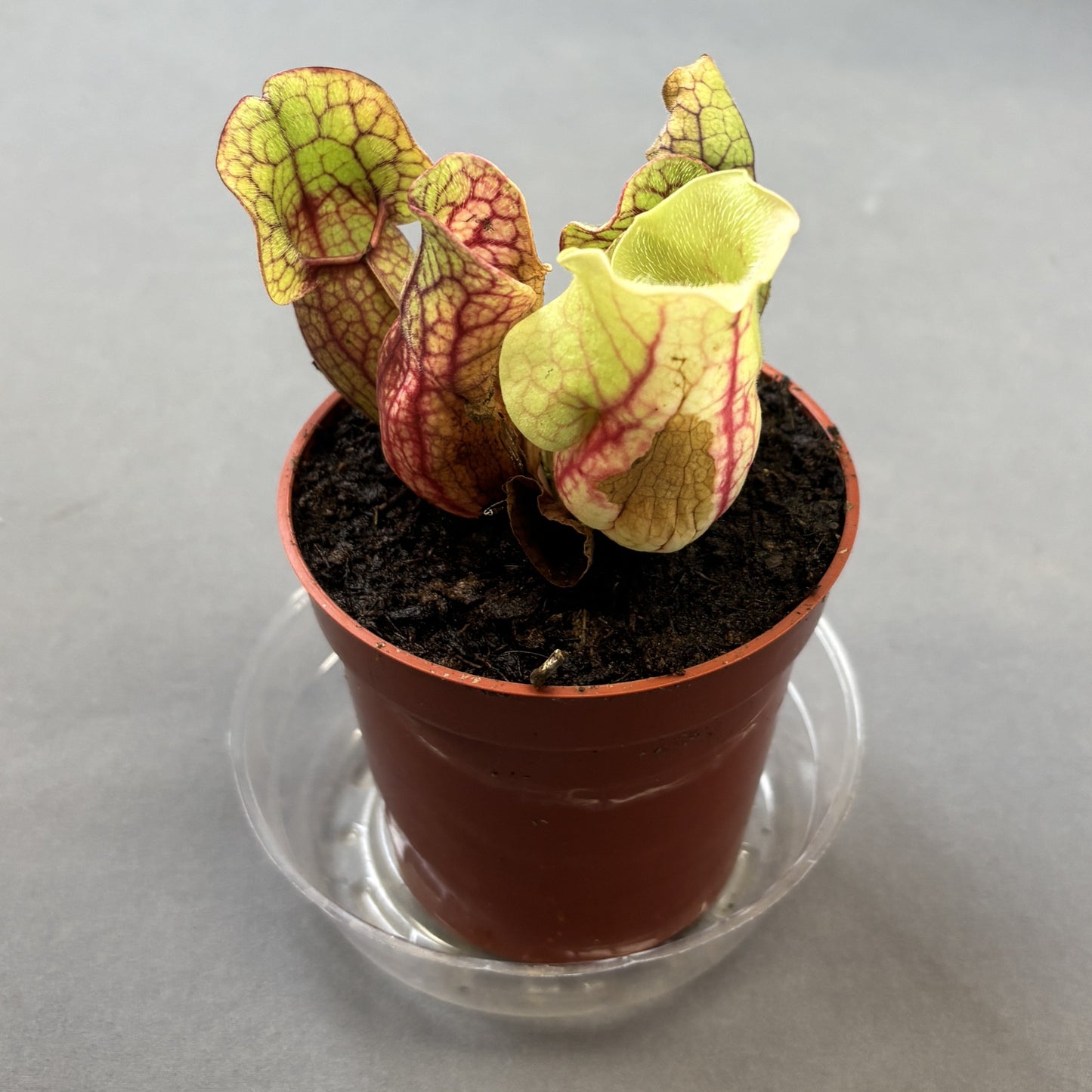 Sarracenia Assorted (Pitcher Plant)