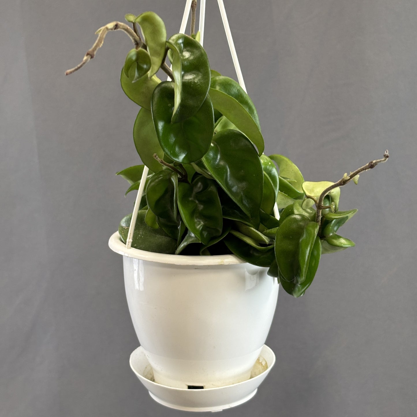 Hindu Rope Plant