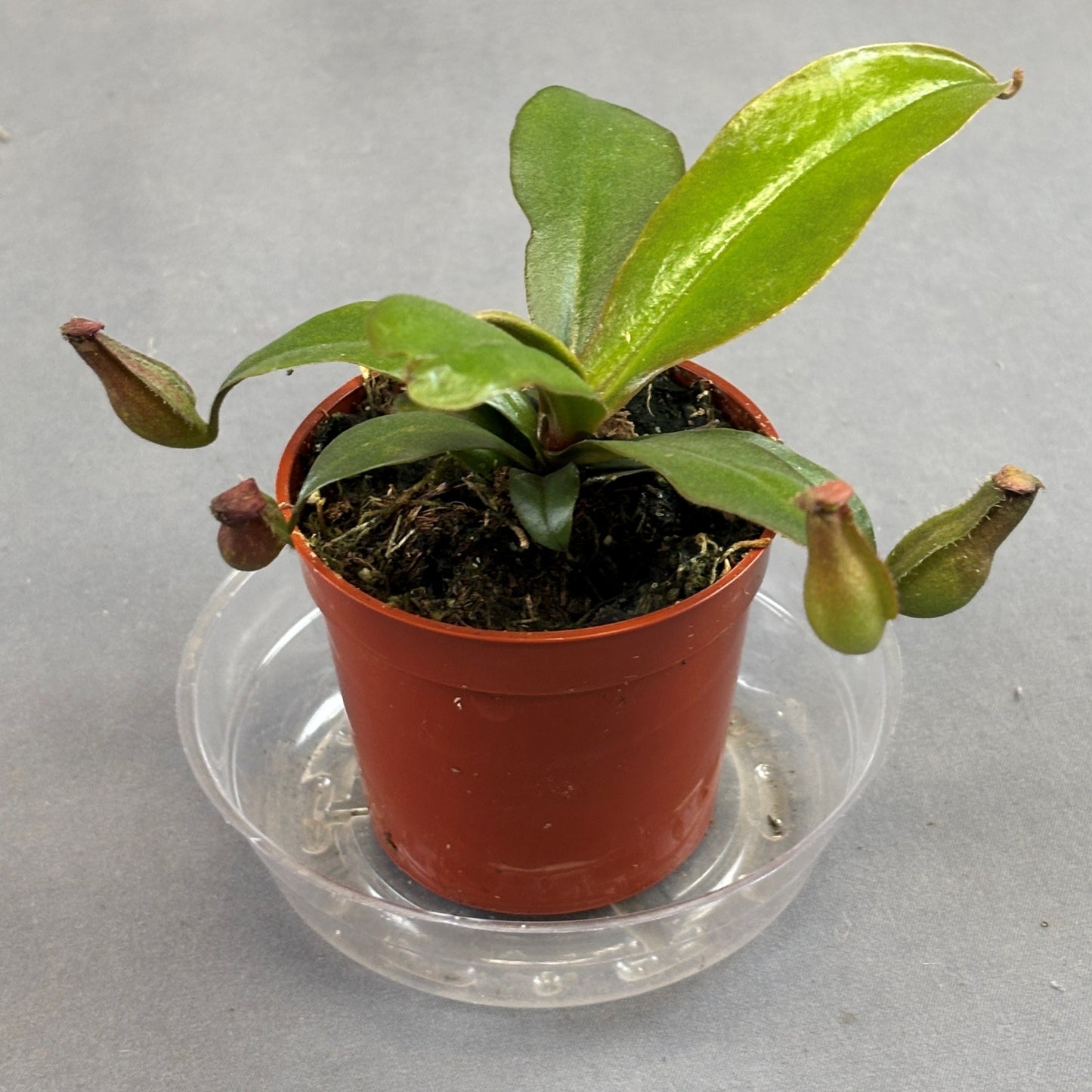 Pitcher Plant 'Bloody Mary'