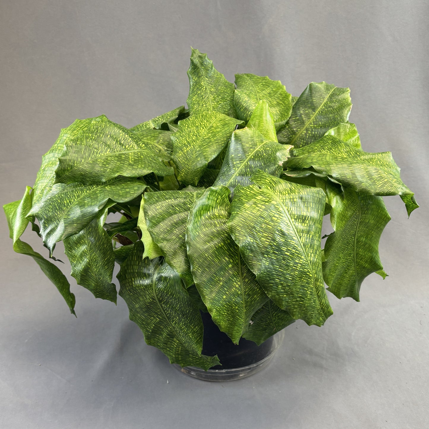 Calathea 'Network'