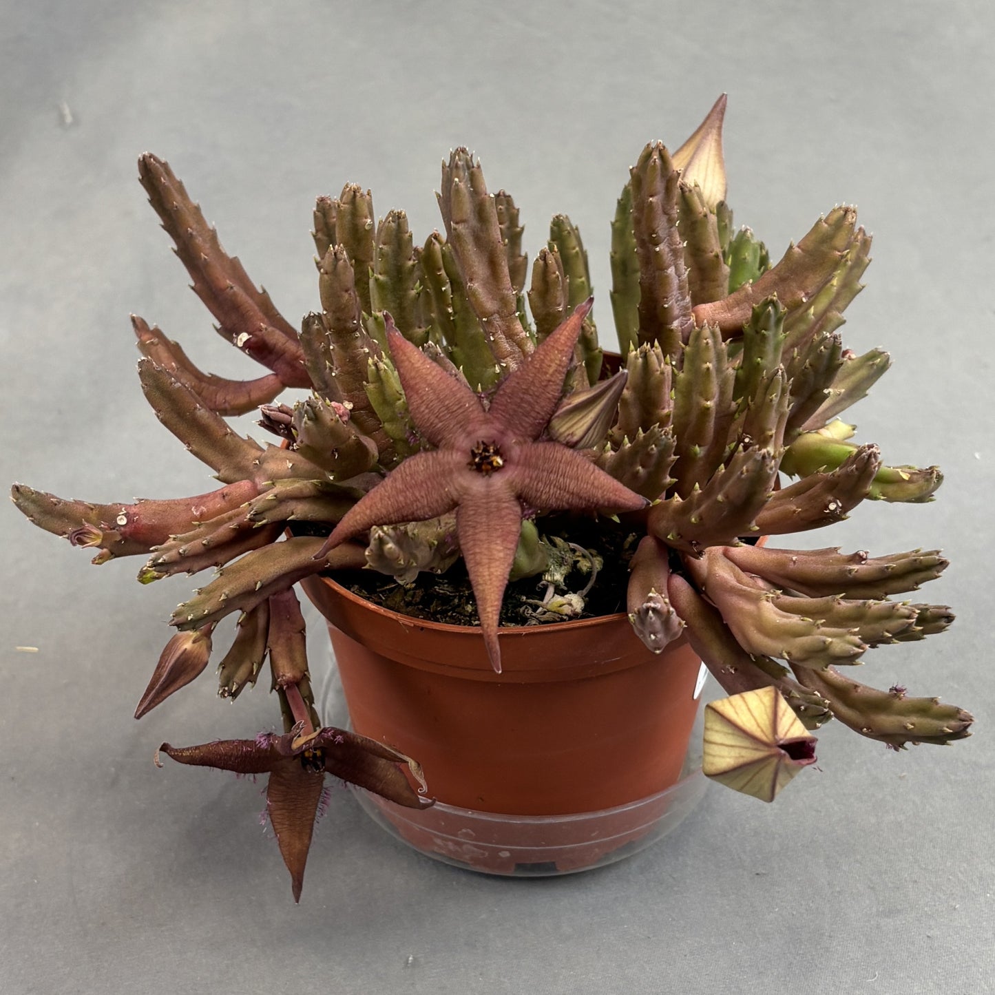 Carrion Flower (Stapelia)