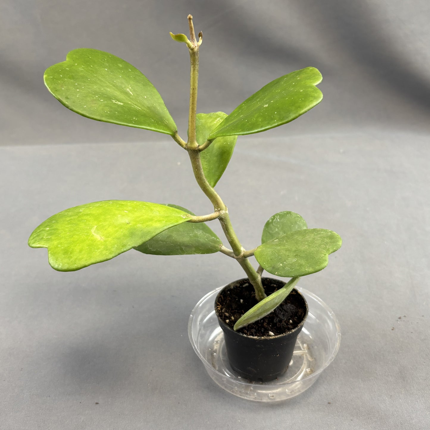 Hoya Heart Vine