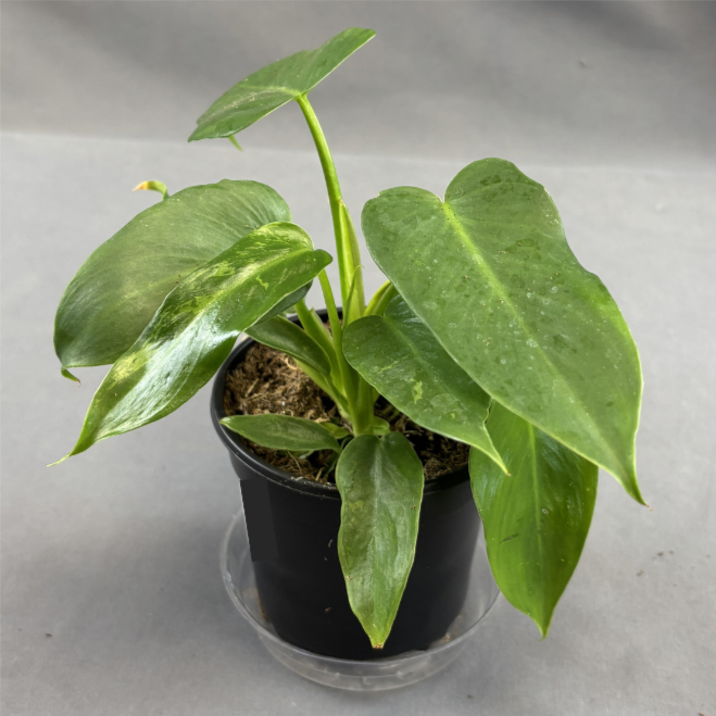 Philodendron 'Golden Dragon'