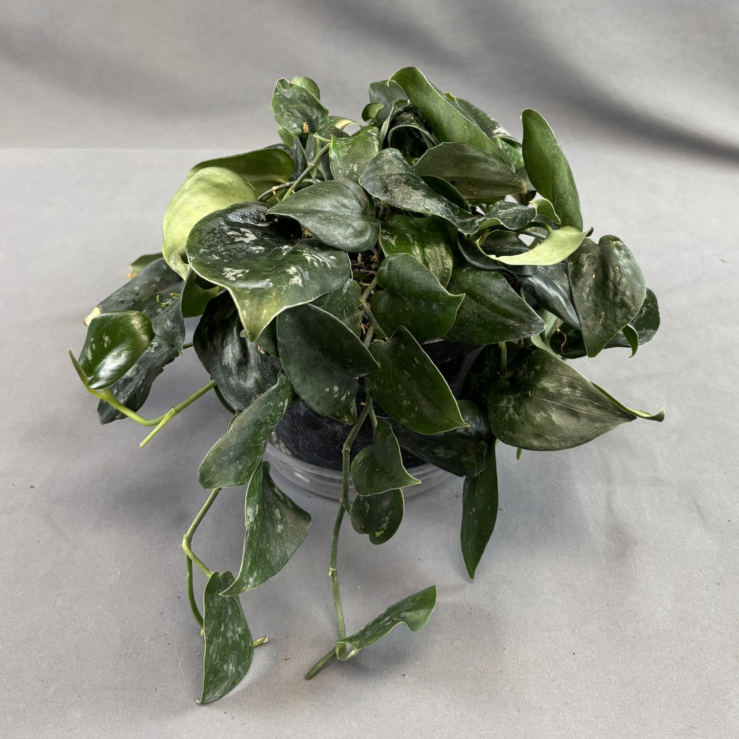 Scindapsus 'Black Splash'