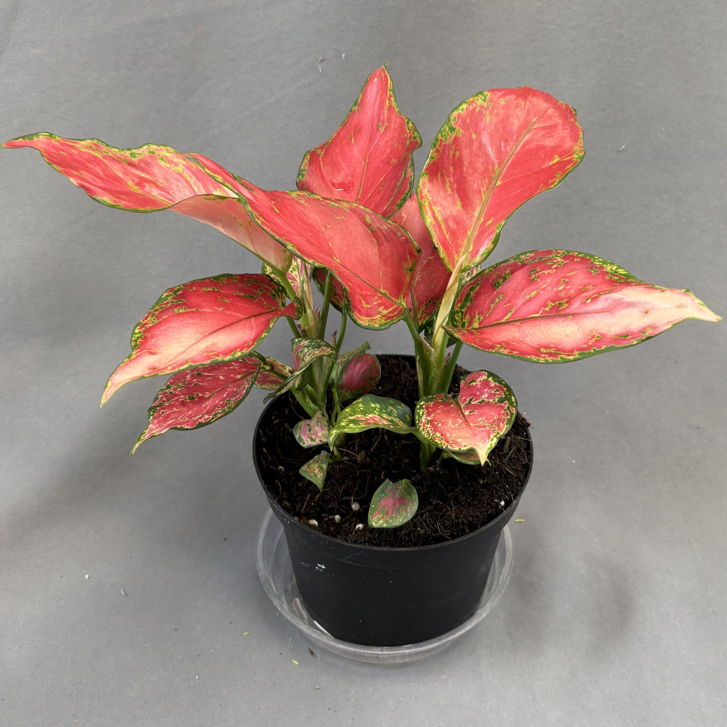 Aglaonema 'Rich Red'