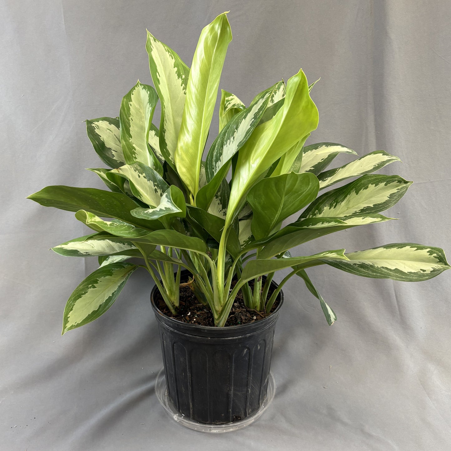 Aglaonema 'Diamond Bay'