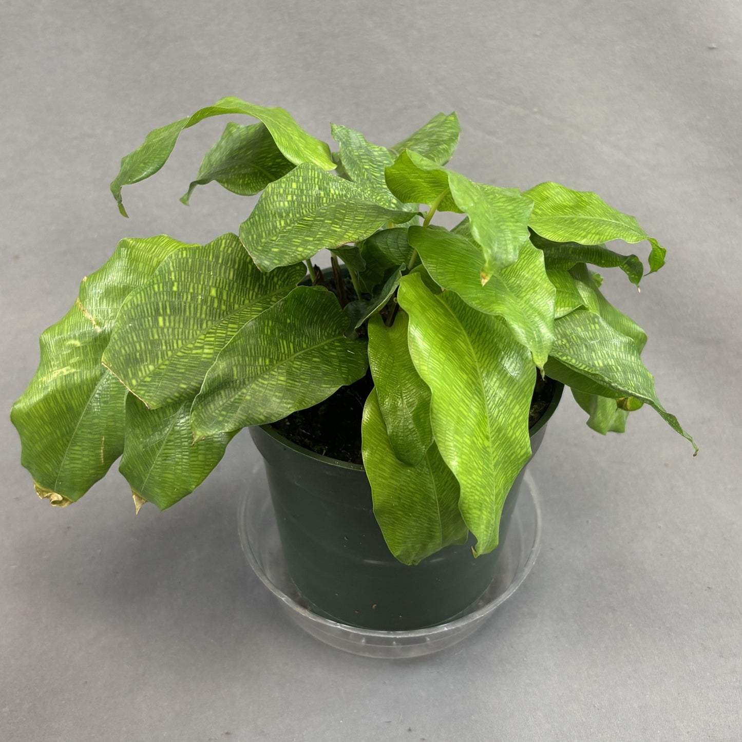 Calathea 'Network'