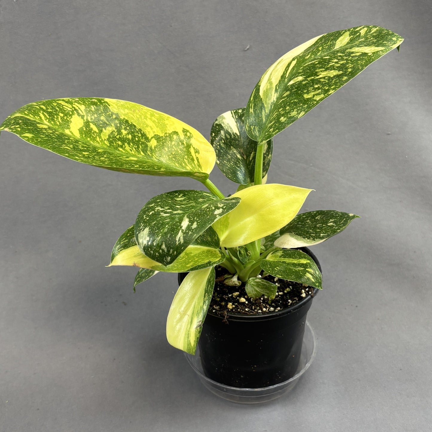 Philodendron 'Green Congo Nuclear Variegated'