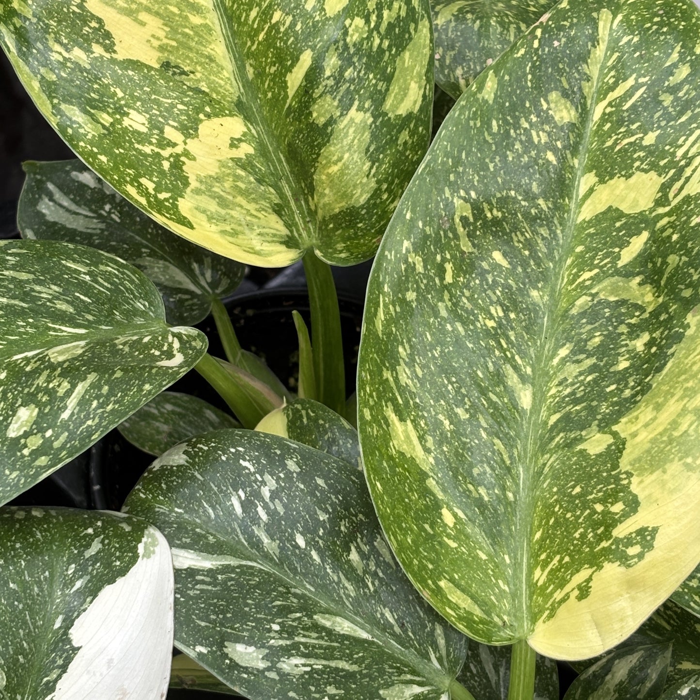 Philodendron 'Green Congo Nuclear Variegated'