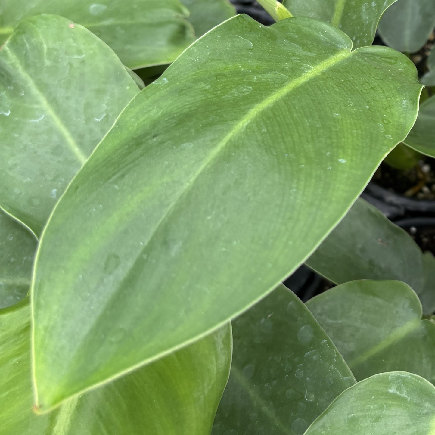 Philodendron ‘Jerry Horne'