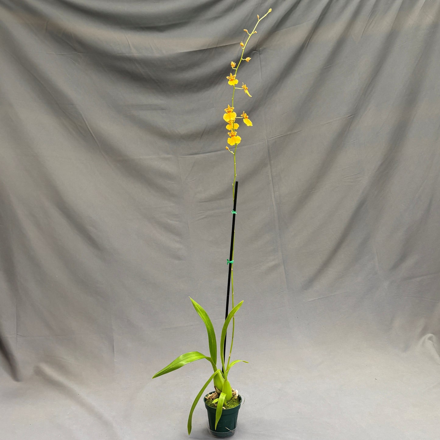 Orchid Oncidesa