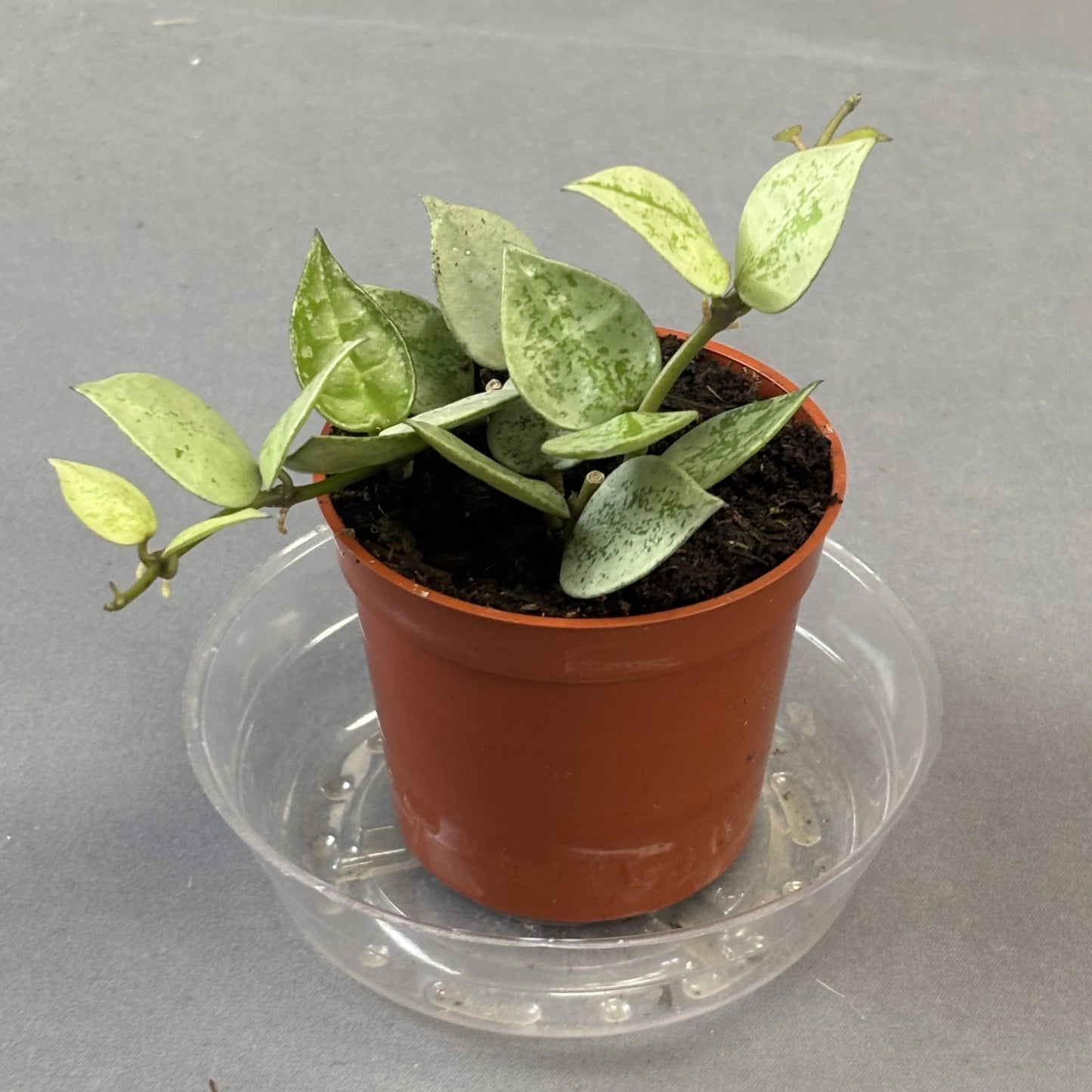 Hoya Krohniana Silver