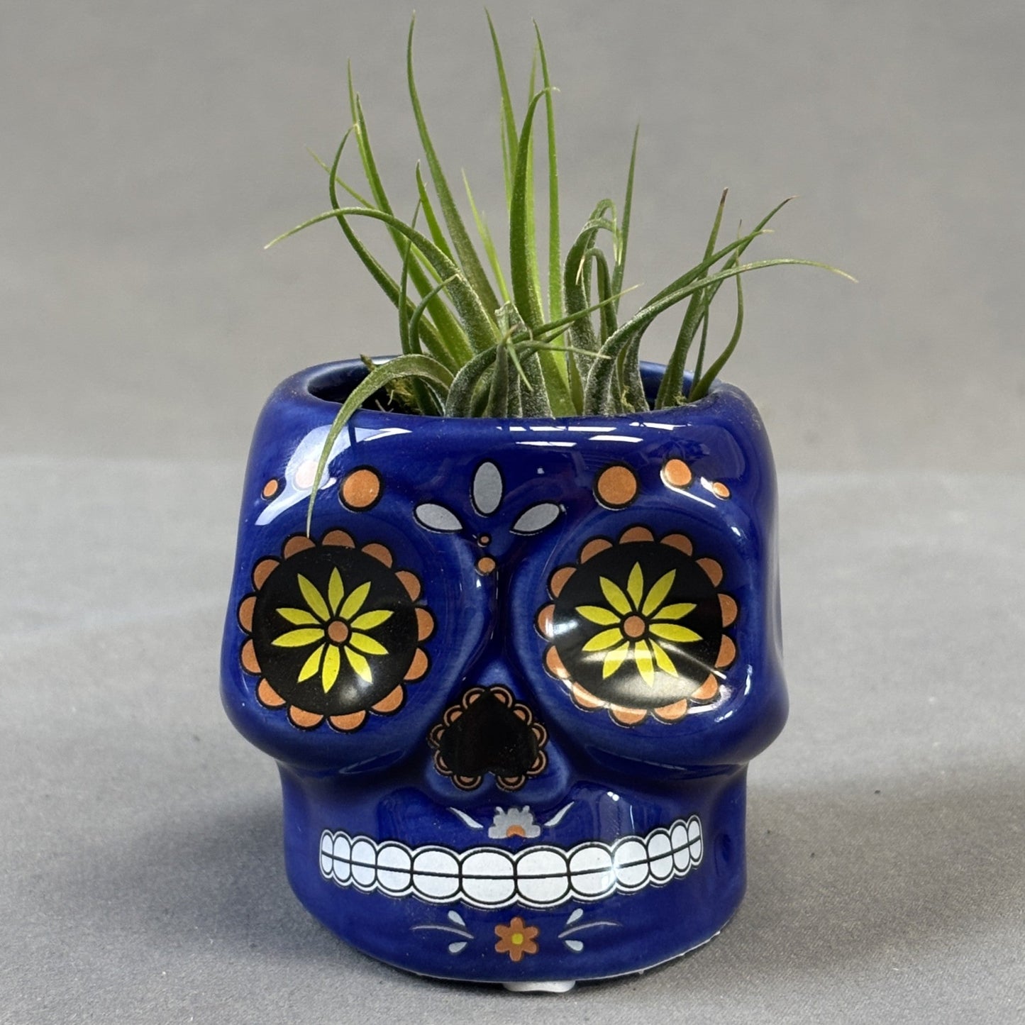 Air Plant Assorted w/Deco Pot