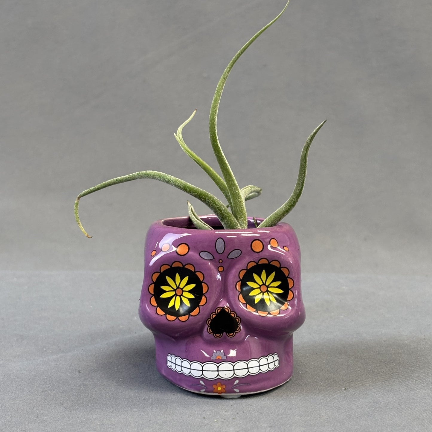 Air Plant Assorted w/Deco Pot