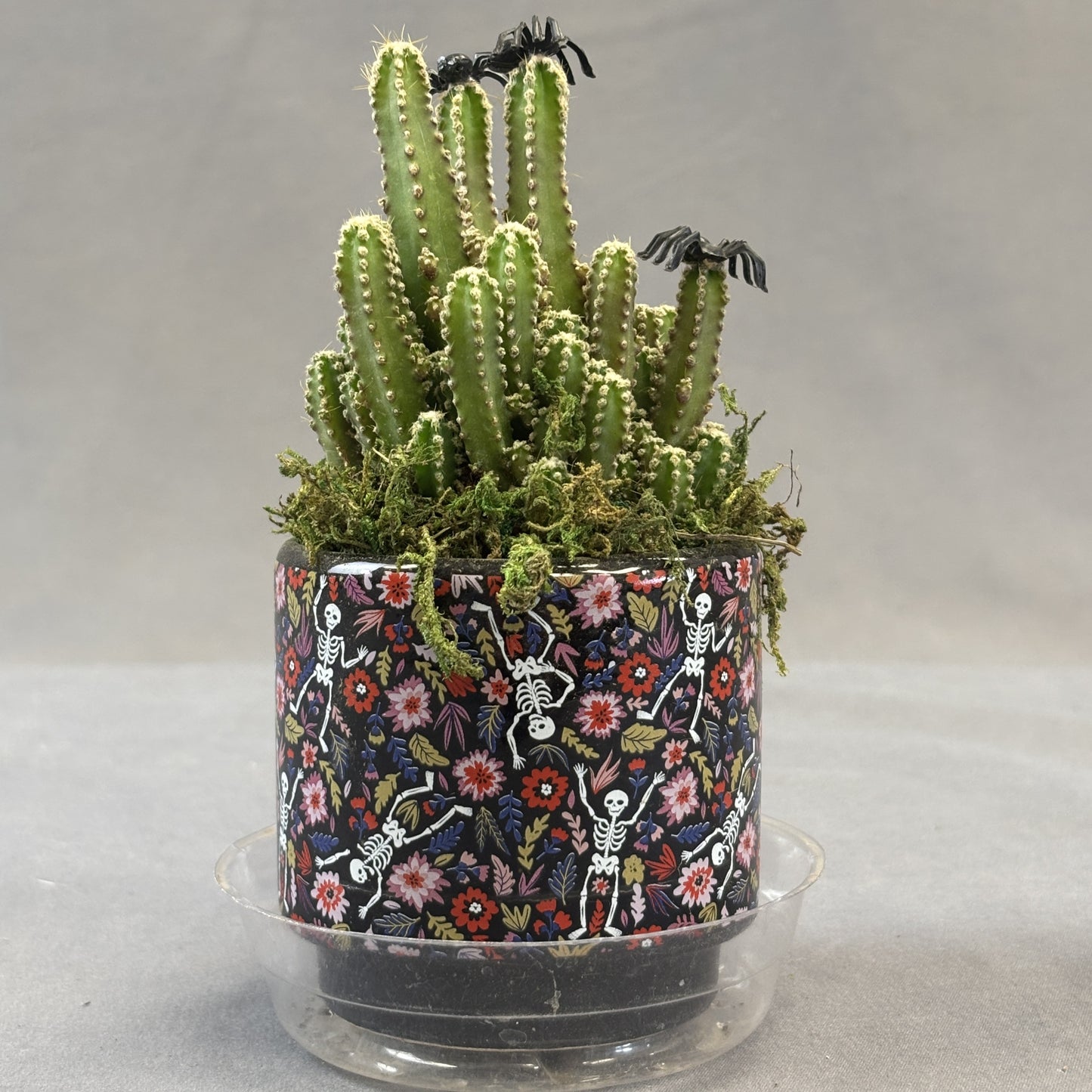 Fairy Castle Cactus