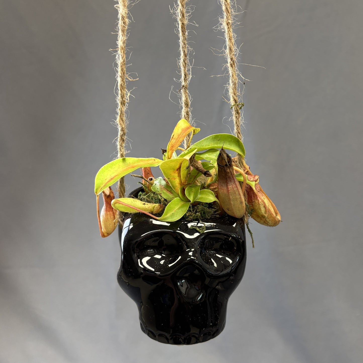 Asian Pitcher Plant