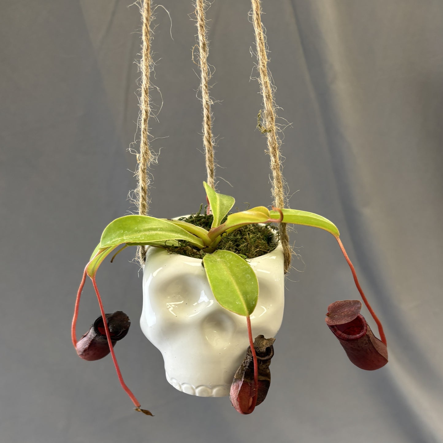 Asian Pitcher Plant