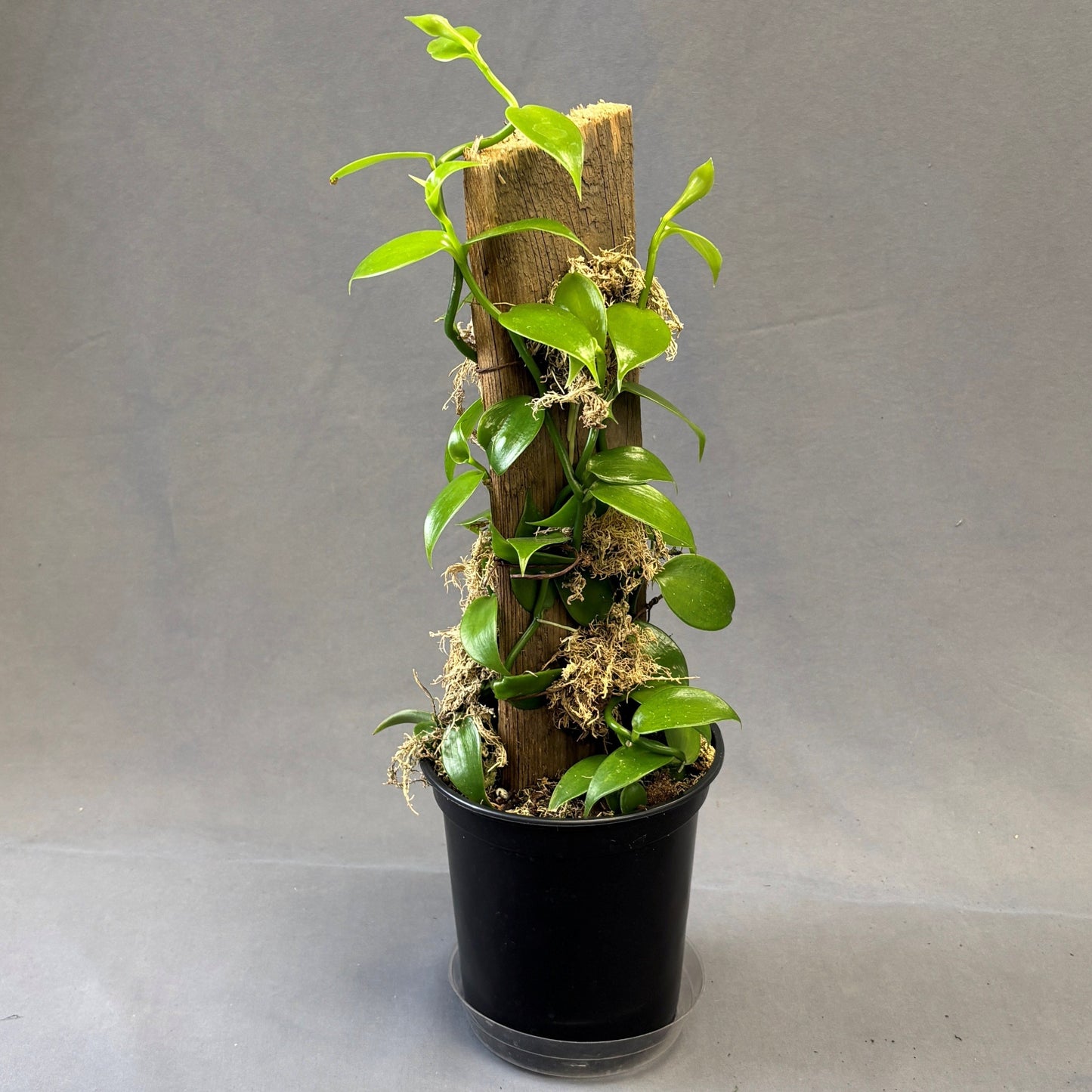 Orchid Vanilla Flat-Leaved