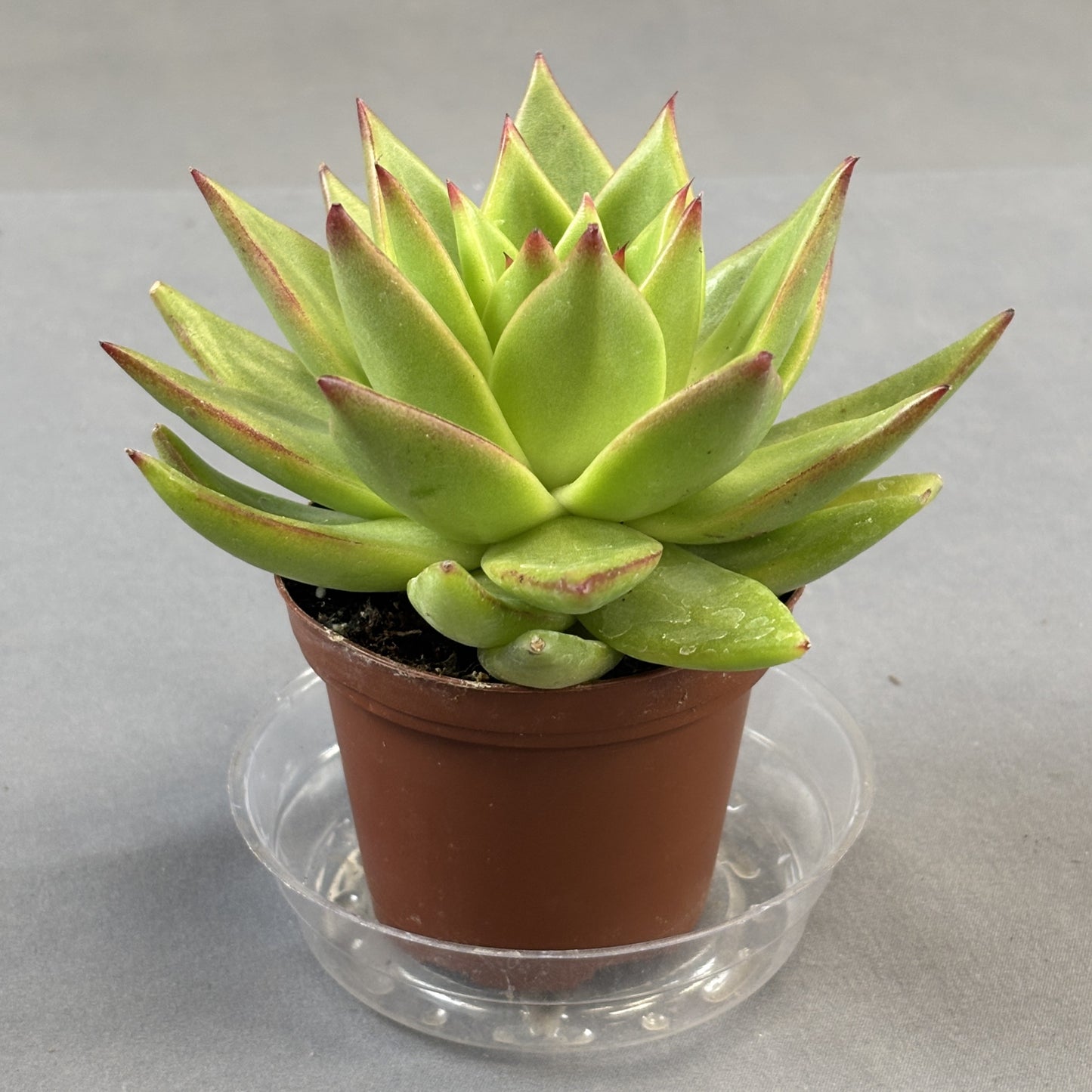 Echeveria 'Ebony'